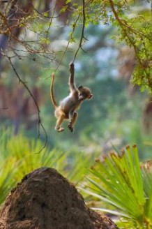 Turistas retirados do Parque da Gorongosa devido aos ataques da Renamo