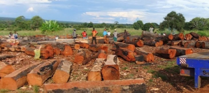Guiné-Bissau: Retomado Abate Florestal Ilegal